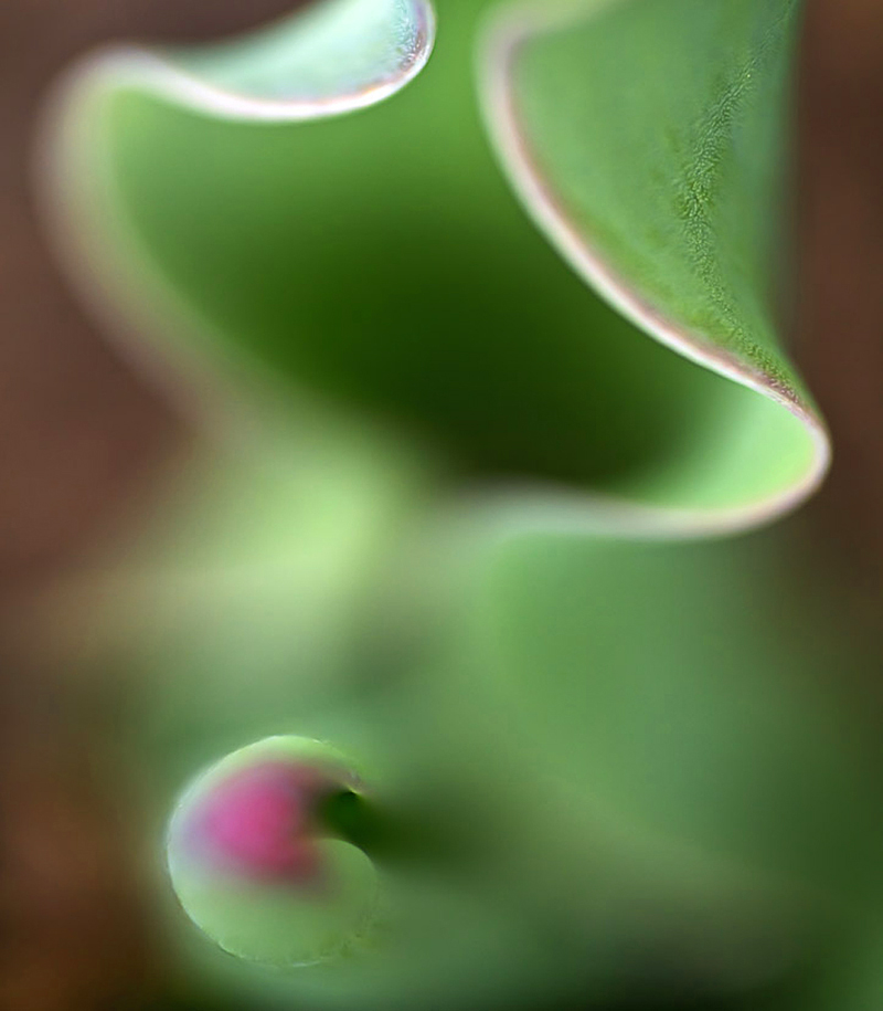 Фотография © Колйо Пенчев